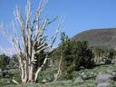 Interesting tree off the trail.
